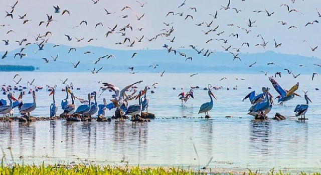 TEMA Vakfı’ndan A. Nihat Gökyiğit Biyolojik Çeşitlilik Projesi