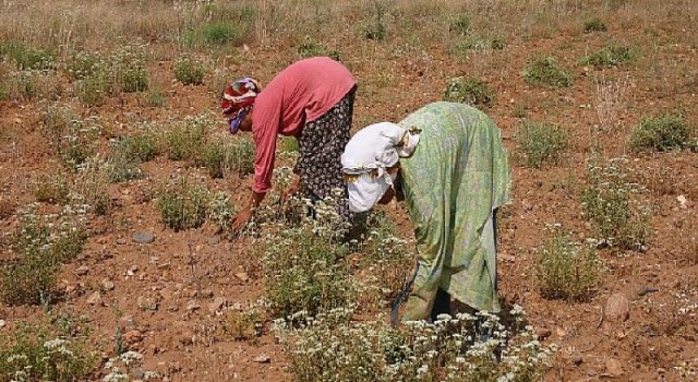 Kekik Cenneti Türkiye’den 69 milyon dolarlık ihracat