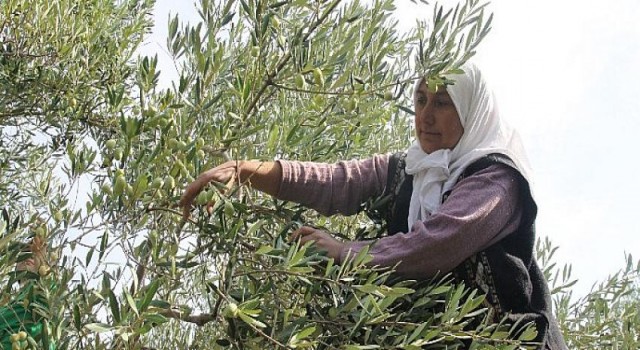 Sofralık zeytin ihracatı 150 milyon doları aştı