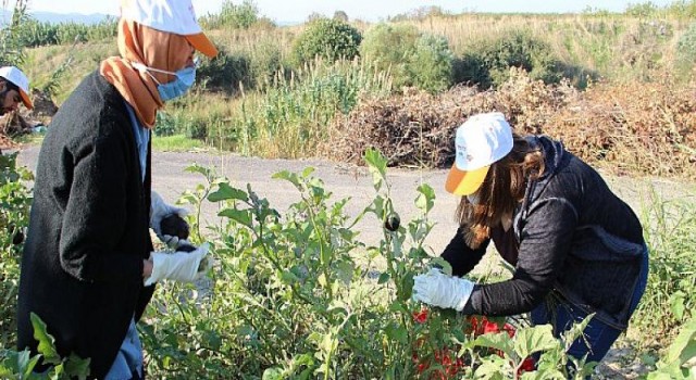 Tarlada kalan patlıcanlar gönüllüler tarafından hasat edildi ihtiyaç sahiplerinin sofralarını süsledi