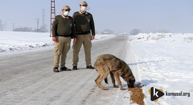 Ağrı'da 'HAYDİ' Polisleri Sokak Hayvanlarını Mamayla Besledi