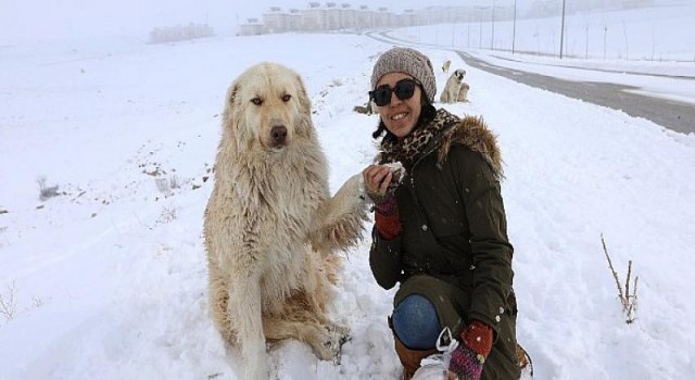 Büyükşehir Soğuk Kış Günlerinde Sokak Hayvanlarını Yalnız Bırakmıyor