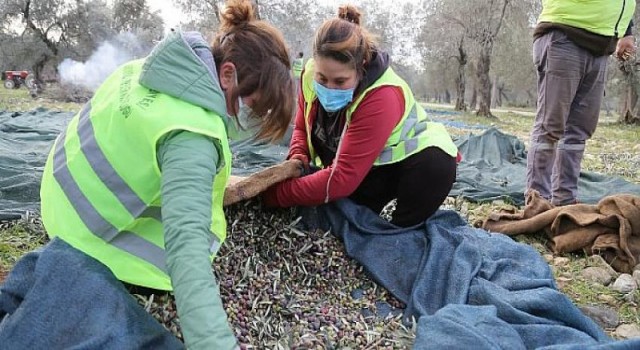 Edremit Belediyesi Zeytinleri Hasat Ediliyor