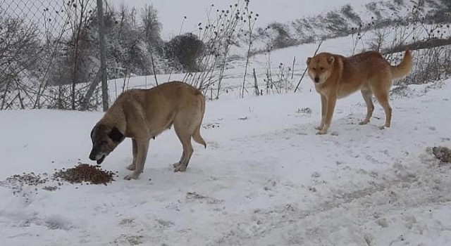 Bu Soğuk Kış Gününde Can Dostlarımızın Yanındayız