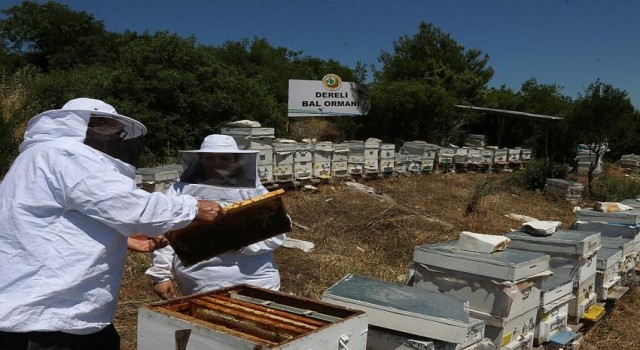 Bal ormanlarından ekonomiye 300 milyon TL katkı