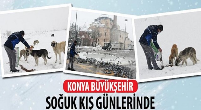 Konya Büyükşehir Soğuk Kış Günlerinde Sahipsiz Hayvanların Yanında