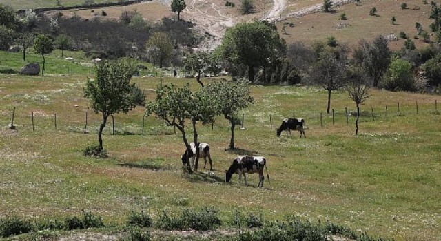 Aydın Büyükşehir Belediyesi Kurak Toprakları Hayata Döndürdü