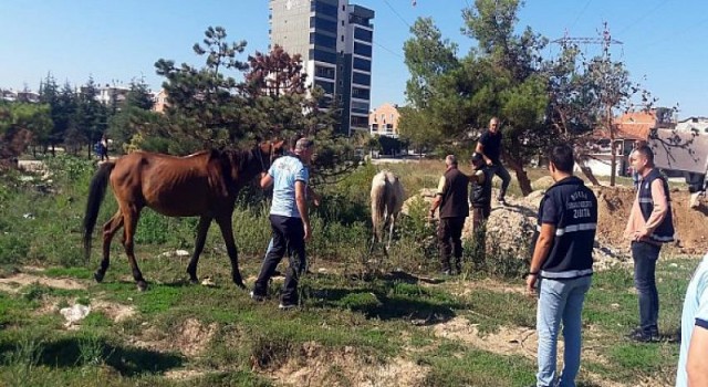 Başıboş atlar yakalandı