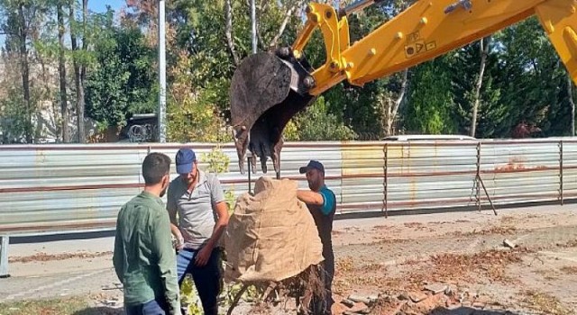 Kocaeli Büyükşehir’den örnek ağaç hassasiyeti