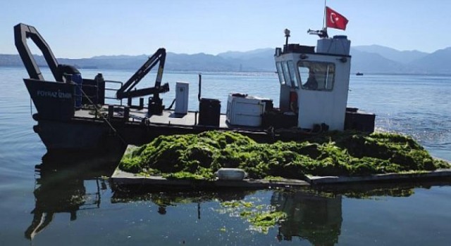 Körfez’de oluşan deniz marulları temizleniyor