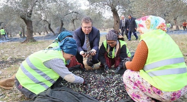 Edremit Belediyesi Son Zeytin Hasadı Yaptı