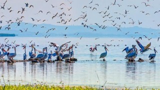 TEMA Vakfı’ndan A. Nihat Gökyiğit Biyolojik Çeşitlilik Projesi