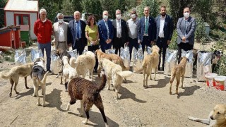 CHP, Sokak Hayvanlarının Sorunlarını Gündeme Getirdi