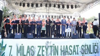 7. Milas Zeytin Hasat Şenliği Coşkuyla Geçti