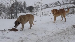 Bu Soğuk Kış Gününde Can Dostlarımızın Yanındayız