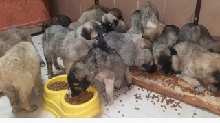 Erzurum Büyükşehir Belediyesi Donmak Üzere Olan 63 Yavru Köpeği Son Anda Ölümden Kurtardı