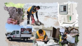 Hayvan Kasabası’nda geçtiğimiz yıl 497 kedi ve köpek sahiplendirildi