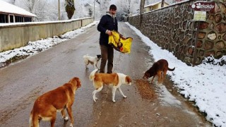 Kartepe’de Sokak Hayvanları Emin Ellerde