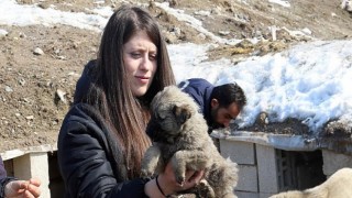 Van Büyükşehir, Sokak Hayvanları İçin Besleme Etkinliği Düzenledi