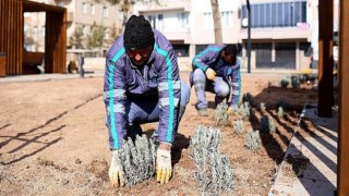 Aksaray’da Lavanta ekim alanı genişliyor