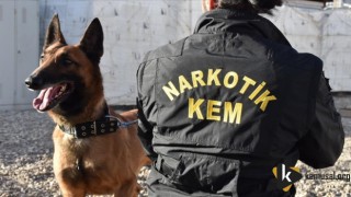 Dedektör Köpekler Polisin En Büyük Destekçisi Oldu