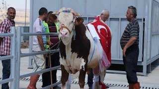 Gölbaşı’nın En Güzel Kurbanlıkları Seçilecek