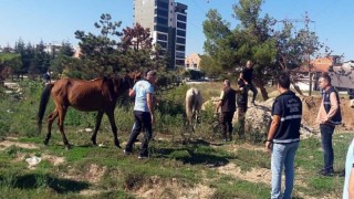 Başıboş atlar yakalandı