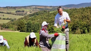 Başkan Büyükakın önce biberiye hasadı yaptı, sonra distilasyon tesisinin tanıtımına katıldı