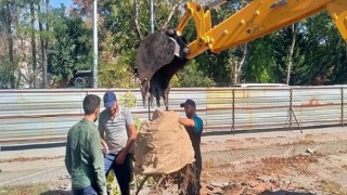 Kocaeli Büyükşehir’den örnek ağaç hassasiyeti