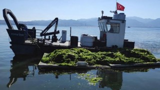 Körfez’de oluşan deniz marulları temizleniyor