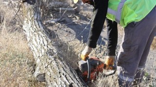 Budanan Ağaçlar İhtiyaç Sahiplerine Yakacak Oluyor